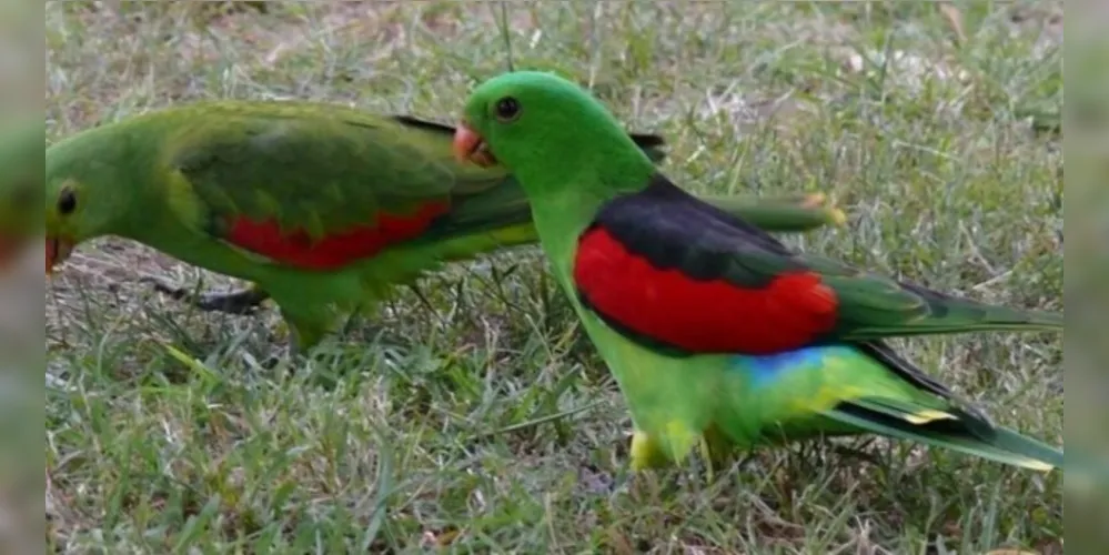 Mangas fermentadas deixaram dezenas de aves bêbadas, que sofrem para voar e escapar de predadores astutos