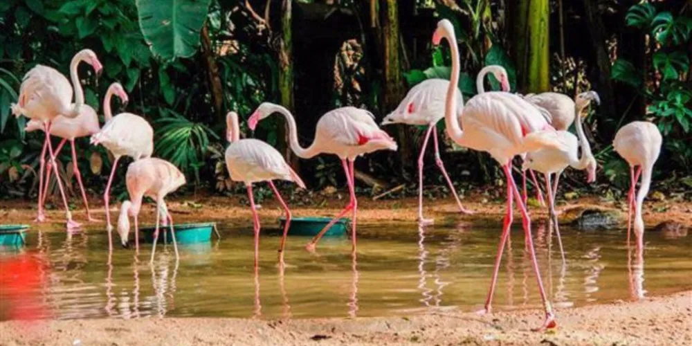 Grande parte da colônia residia no Parque há 26 anos, descendentes de flamingos resgatados na África