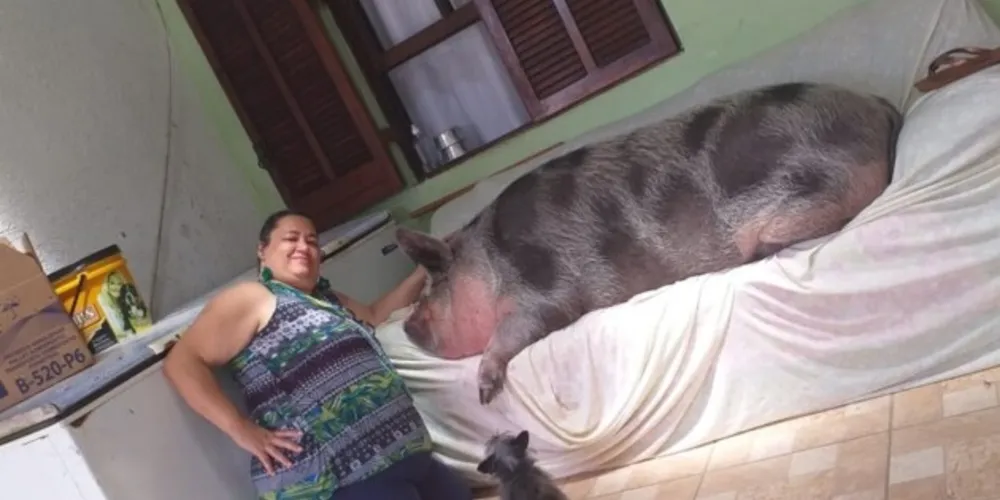 Lilica tem 1,60 metro e pesa 250 kg 