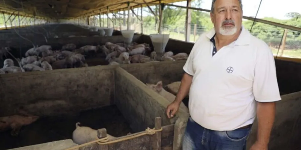 Município tem visto a suinocultura crescer com o auxílio da adaptação das antigas estruturas, originalmente voltadas para aves