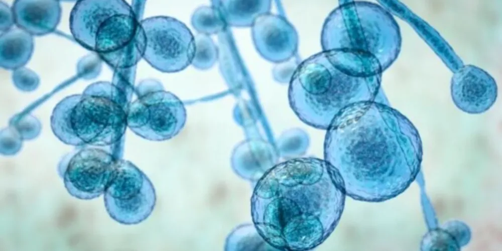 Superfungo é considerado uma ameaça séria à saúde pública