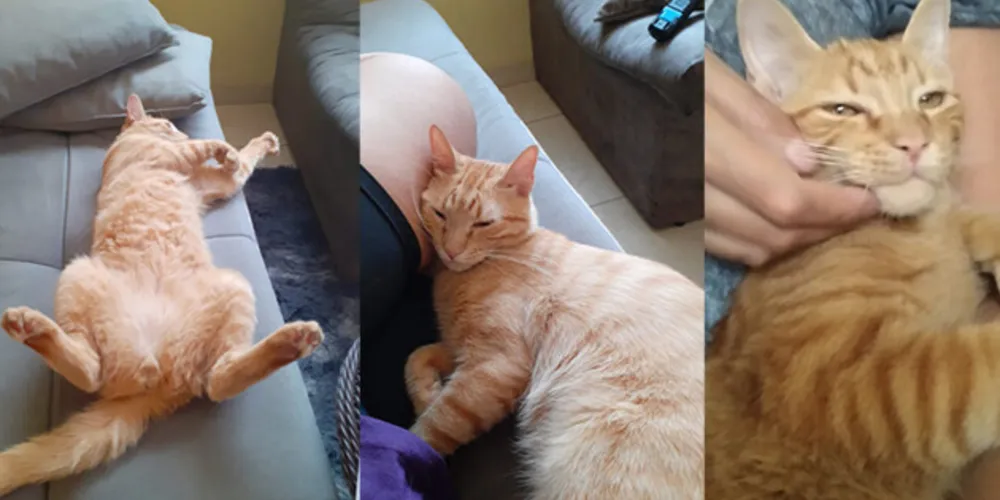 O pet ainda usa coleira com identificação de nome e telefone. A família está pagando recompensa pelo paradeiro que levem ao animal