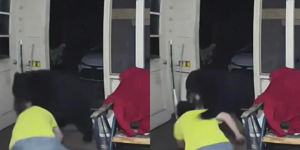 O dono dos cães não pensou duas vezes e brigou com o animal selvagem para proteger seus bichinhos.