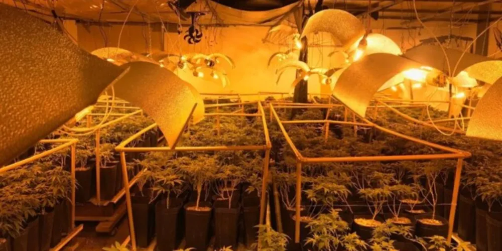 A droga apreendida é cinco vezes mais forte, que a maconha comum 