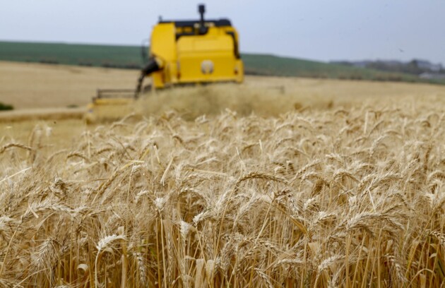 Em 2020, em uma área de 30 mil hectares, a cidade produziu pouco mais de 15% de toda a colheita paranaense de trigo
