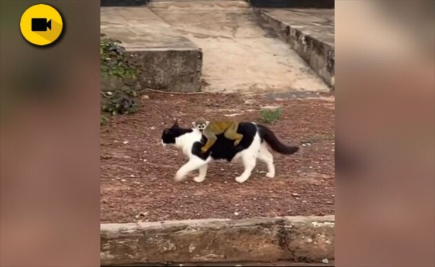 Macaco pega “carona” com gato e passeia por cidade