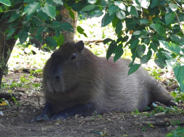 25 ideias de Capivara em 2023  capivara, capivaras, fotos de capivara