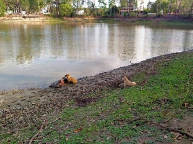 Mulher Cega desmaia na beira de rio e é salva por dois cães