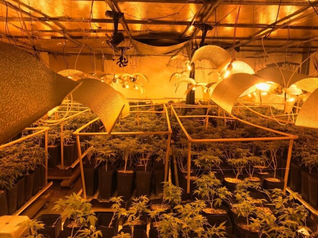 A droga apreendida é cinco vezes mais forte, que a maconha comum
