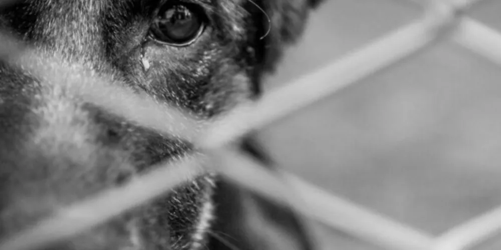 A cachorrinha era mãe de cinco filhotes