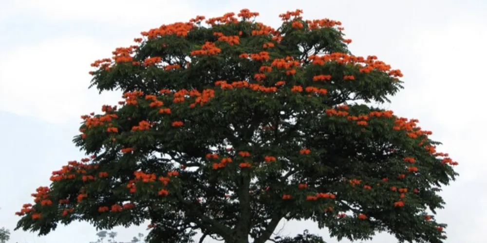 Spathodea Campanulata pode ser proibida na cidade ponta-grossense.