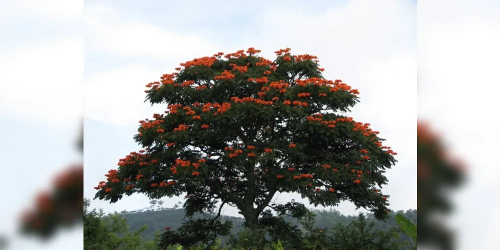 Spathodea Campanulata pode ser proibida na cidade ponta-grossense.