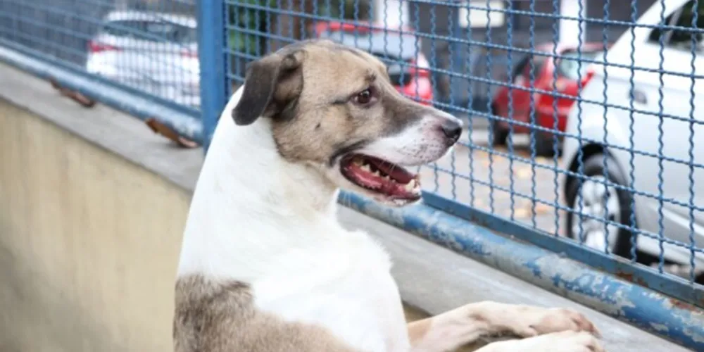 Animais são cuidados por detentos até um das  ONGs integrantes no projeto consigam um lar para os bicinhos
