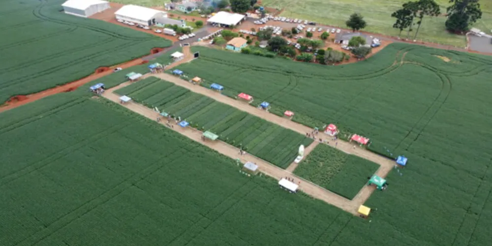 Imagem ilustrativa da imagem Dias de Campo da Coopagrícola apresentam novas tecnologias