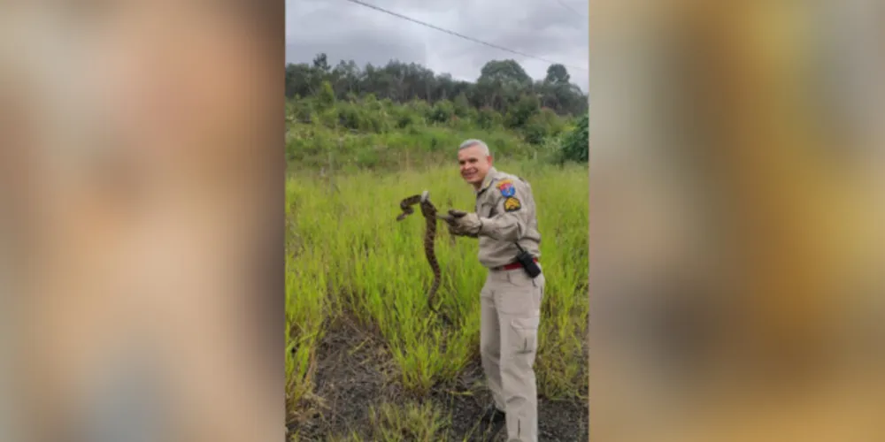 Animal foi encontrado nas proximidades da BR-376