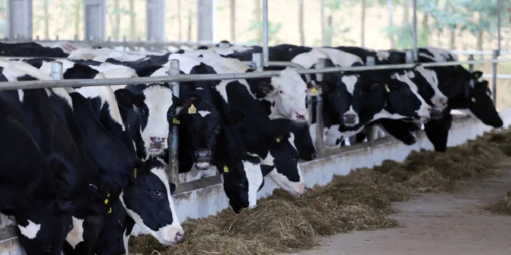 Bacia leiteira da região dos Campos Gerais se destaca em âmbito nacional