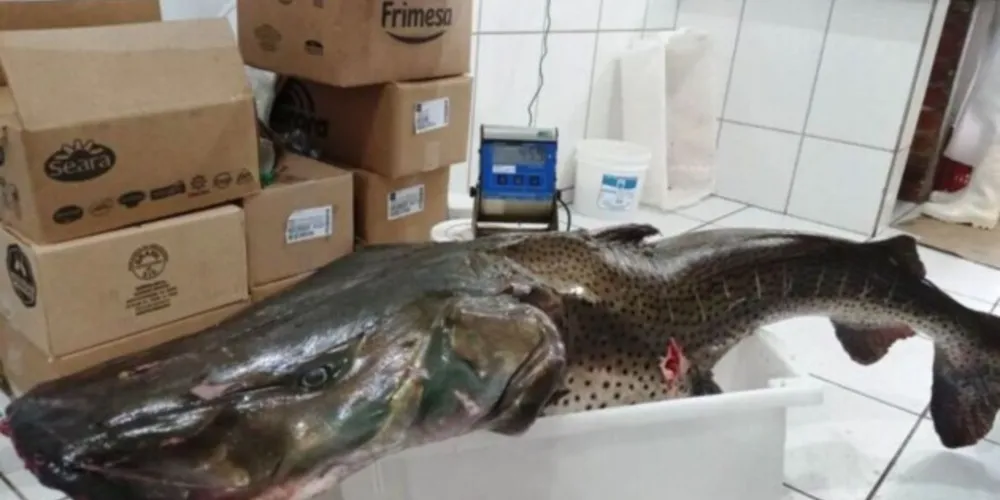 Família pesca peixe de mais de 40 kg no Rio Paraná