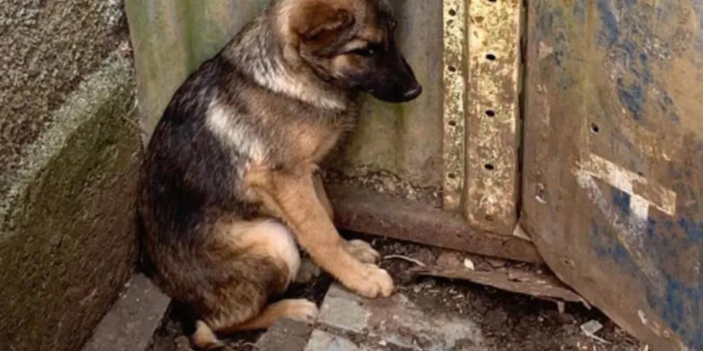Projeto atualiza a Lei que criou o Código Estadual de Proteção aos Animais.