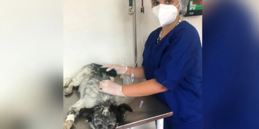 Ação facilita a busca por animais perdidos, além de dar apoio no atendimento a denúncias de animais abandonados