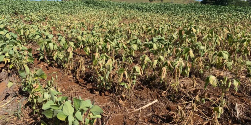 Imagem ilustrativa da imagem Projeto propõe recursos a cidades atingidas pela estiagem