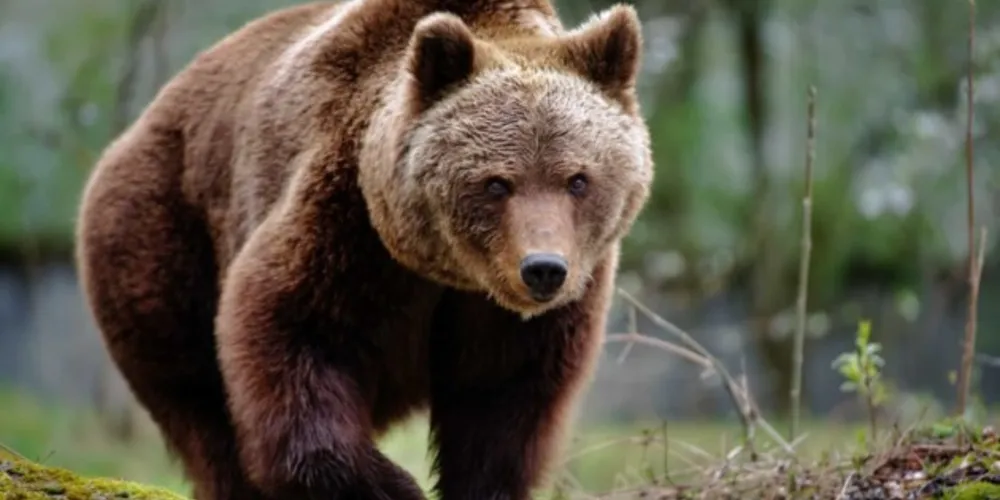 Urso pardo caucasiano, chamado de 'Zuzu', não feriu o bebê.