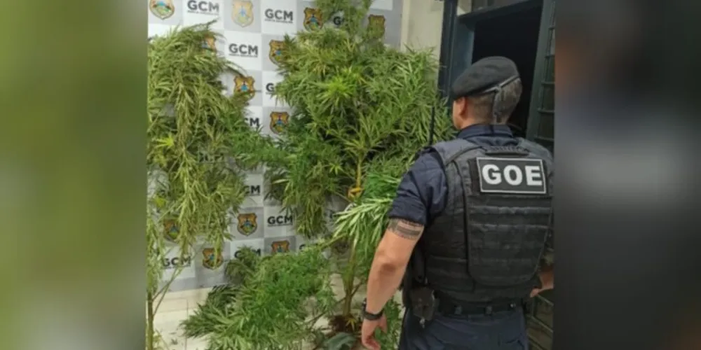 A droga foi apreendida e levada à 13ª SDP.