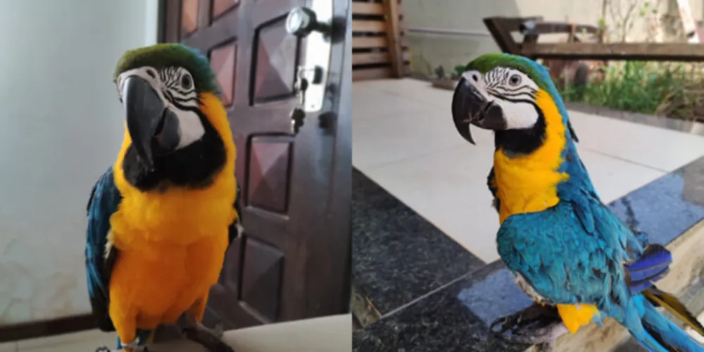 Arara fugiu da residência em Uvaranas, no horário do almoço, próximo do Colégio Elite Tales de Mileto