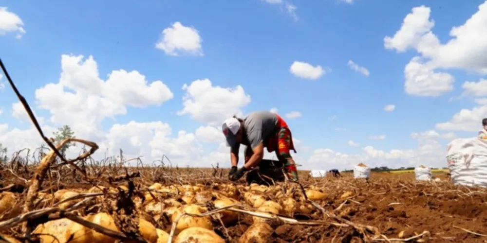 Desde novembro, a batata é o  produto que mais sobe no preço – em março, subiu 73,87%