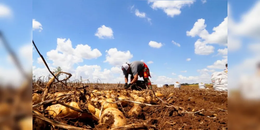 Desde novembro, a batata é o  produto que mais sobe no preço – em março, subiu 73,87%