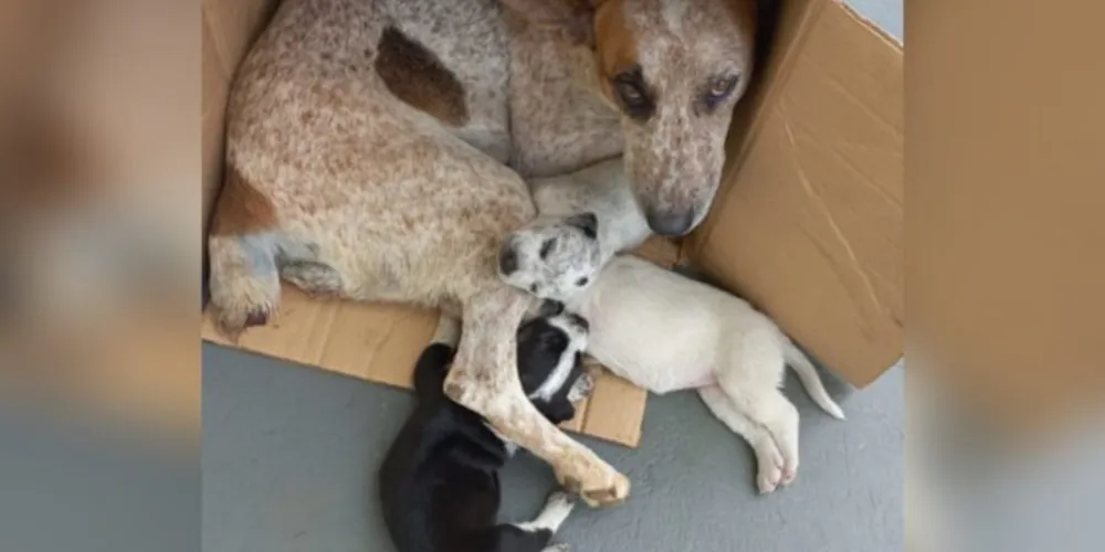 A cachorrinha foi abandonada com os filhotes.