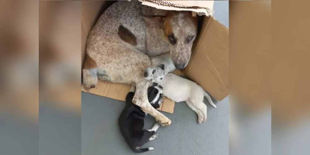 A cachorrinha foi abandonada com os filhotes.