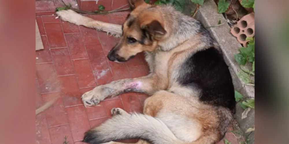 Segundo a Polícia Civil, o animal estava com uma fratura exposta e muito magro