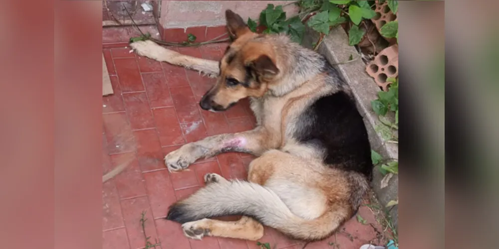 Segundo a Polícia Civil, o animal estava com uma fratura exposta e muito magro