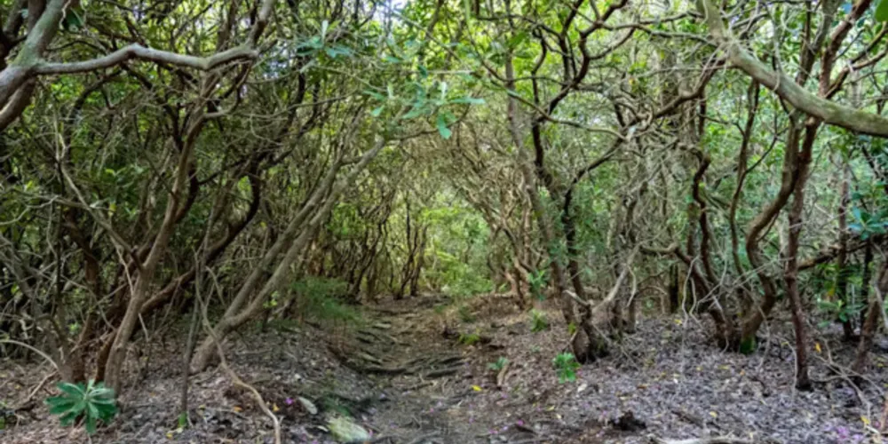O corpo da vítima foi encontrado por pedestres cerca de dez dias depois da morte, ao sentirem um forte odor vindo de um lote vago na região da Pampulha.