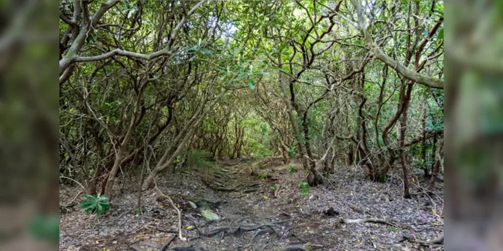 O corpo da vítima foi encontrado por pedestres cerca de dez dias depois da morte, ao sentirem um forte odor vindo de um lote vago na região da Pampulha.