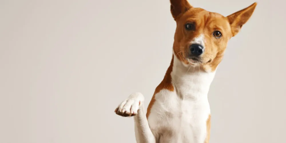 Evento será realizado por Ongs e CRAR, haverá cerca de 100 animais para adoção e mais uma série de atividades