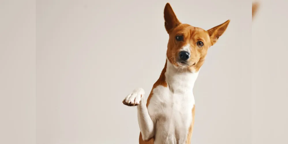 Evento será realizado por Ongs e CRAR, haverá cerca de 100 animais para adoção e mais uma série de atividades