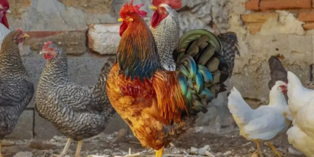 As galinhas foram ‘presas’ e levadas para um sítio, onde ficarão até o fim do possível processo