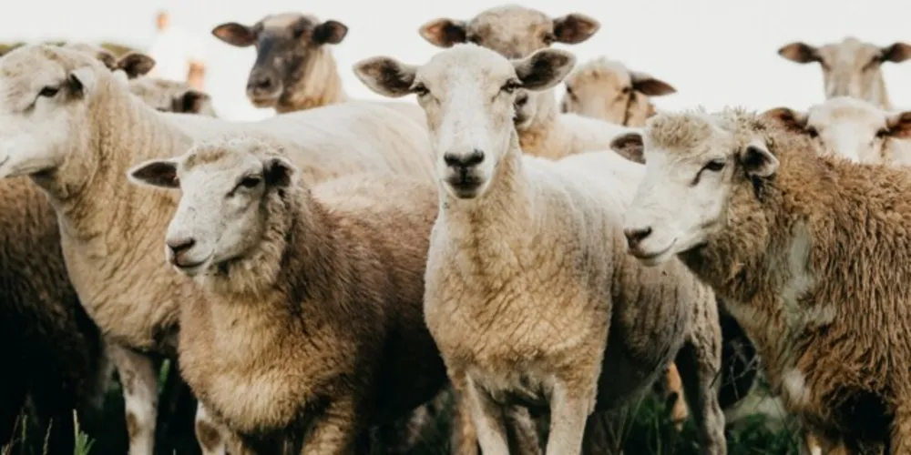 Cooperativa dos Produtores de Ovinos e Caprinos dos Campos Gerais (Coopegera) já está adequando seus processos para alcançar o mercado mulçumano