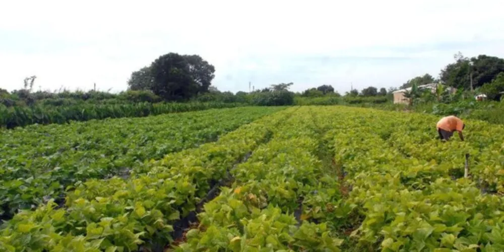 Movimentação pode ser considerada como uma estabilidade no cenário econômico do agronegócio