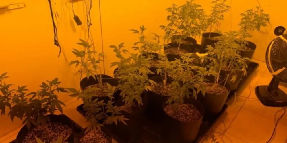 Na residência foram localizadas estufas e toda estrutura que favorece o crescimento da droga. Com auxílio de ar condicionado e adubo, a maconha era cultivada nos cômodos do imóvel.