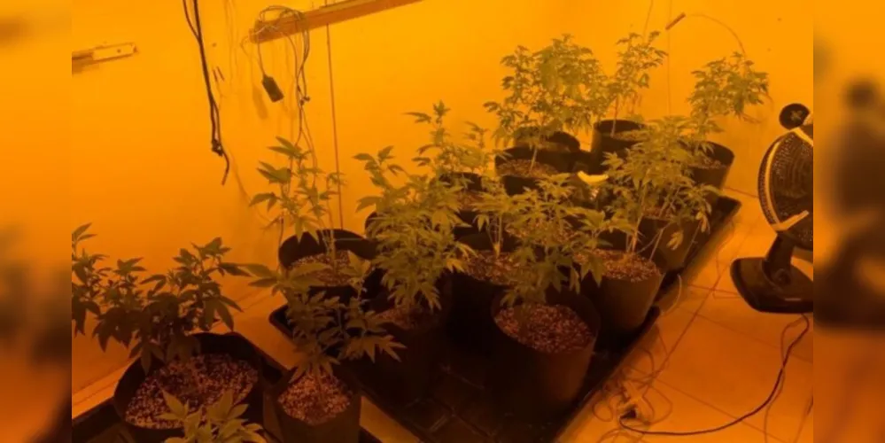 Na residência foram localizadas estufas e toda estrutura que favorece o crescimento da droga. Com auxílio de ar condicionado e adubo, a maconha era cultivada nos cômodos do imóvel.