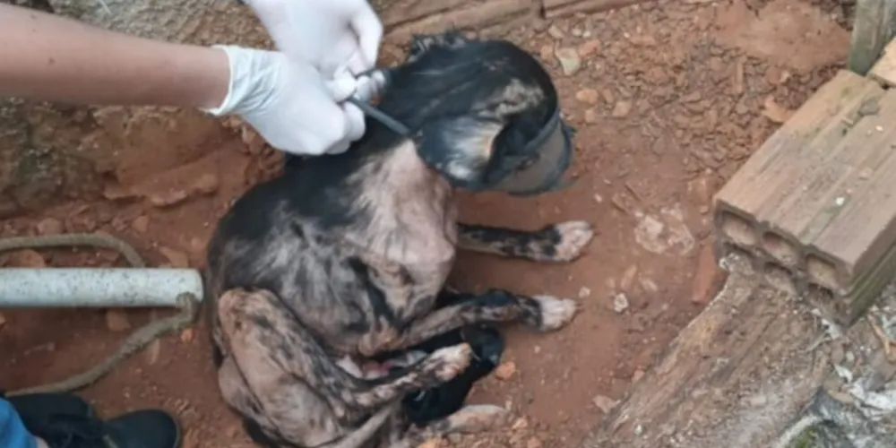 Um dos cães resgatados na residência