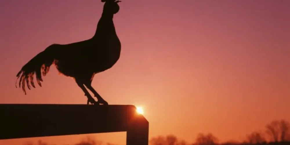 Rinha de galos terminou em morte no México.