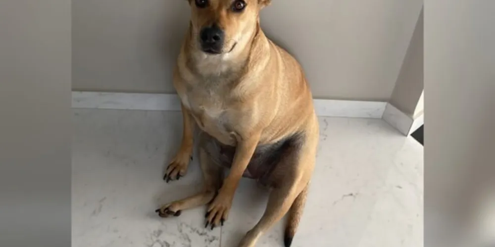 Cahorrinha Pantufa, desaparecida desde a tarde deste domingo