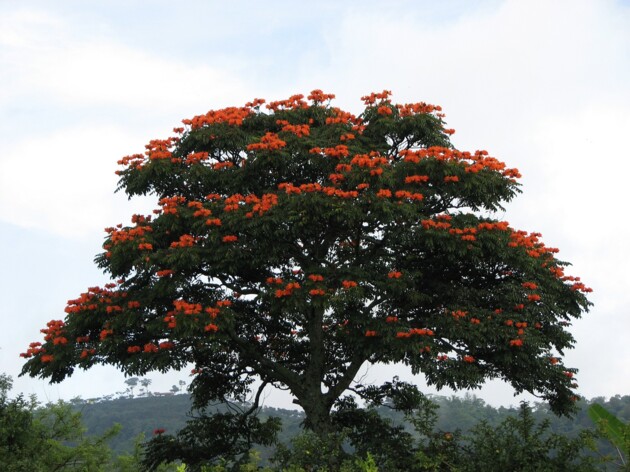 Spathodea Campanulata pode ser proibida na cidade ponta-grossense.