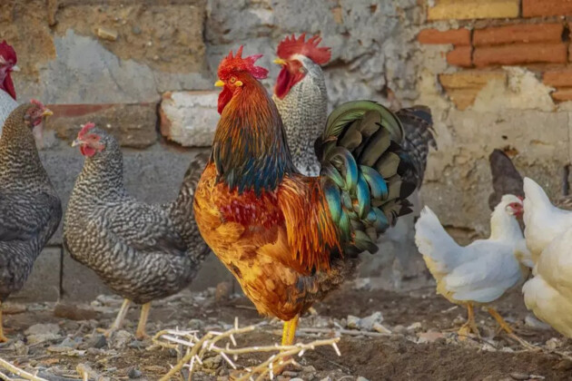 As galinhas foram ‘presas’ e levadas para um sítio, onde ficarão até o fim do possível processo