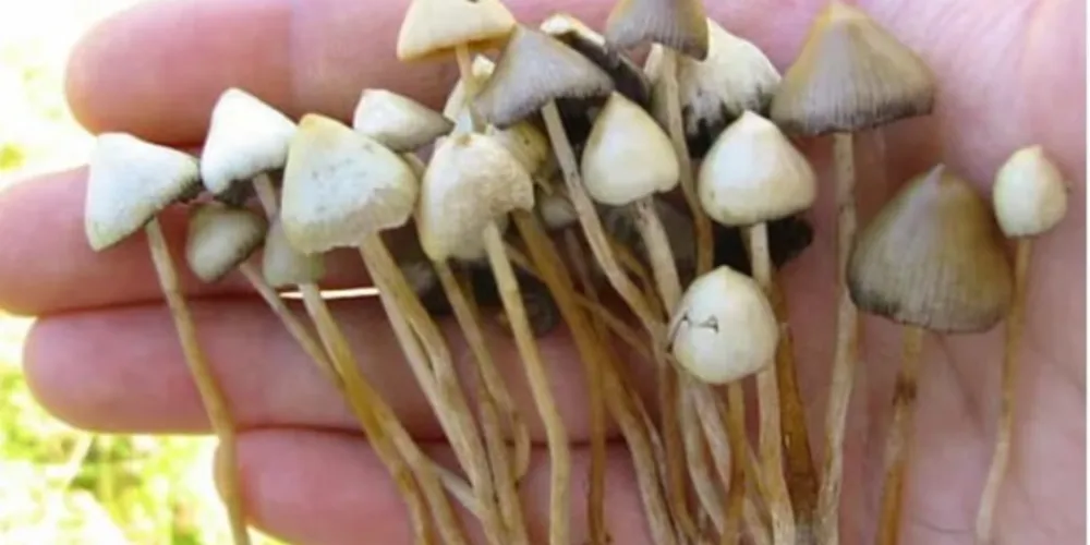 Belos registros dos alunos mostram diversidade de fungos encontrados no dia a dia