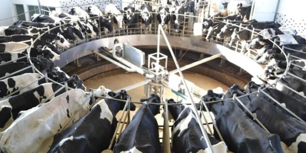 Devido aos altos custos, pesquisador salienta que muitos produtores saíram da atividade e outros destinaram animais para o abate