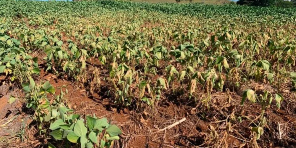 Crise gera danos e prejuízos principalmente aos agricultores e pecuaristas, além de afetar o abastecimento de água